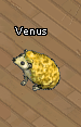 Pets-Gold hedgehog.png