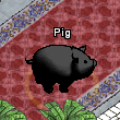 Pets-Black pig.png