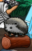 Portrait-item-Hedgehog.png