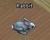 Pets-Rabbit.png