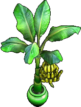 Datei:Möbel-Banana Plant.png
