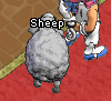 Tiere-Schaf.png