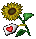 Tand-Sonnenblume mit Karte.png