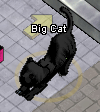 Tiere-Schwarzer Panther.png