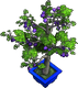 Plum Tree