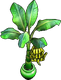 Banana Plant
