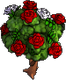 Rosenbusch