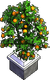 Potted orange tree