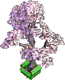 Kirschbaum