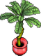 Topfpalme