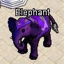 Pets-Plum elephant.jpg