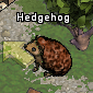 Pets-Chocolate hedgehog.png