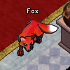 Pets-Red fox.png