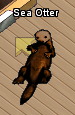 Pets-Chocolate sea otter.png
