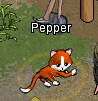 Pets-Persimmon cat.png