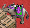 Pets-Elephant.png