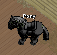 Pets-Black pony.png