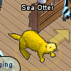 Pets-Gold sea otter.png