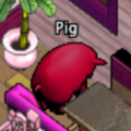 Pets-Cranberry pig.png