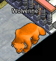 Pets-Pumpkin wolverine.png