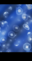 Monthly rechiva jellyfish aurelia blue.png